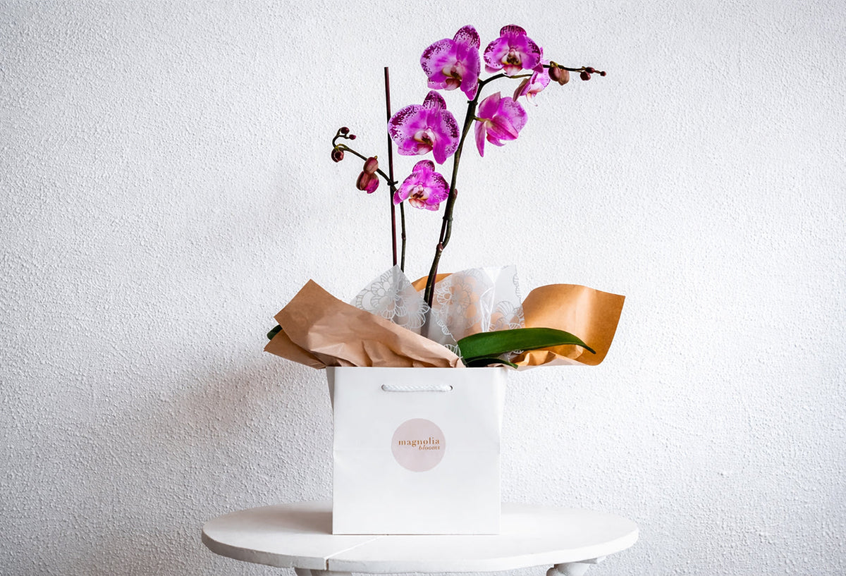 Shop Blooms