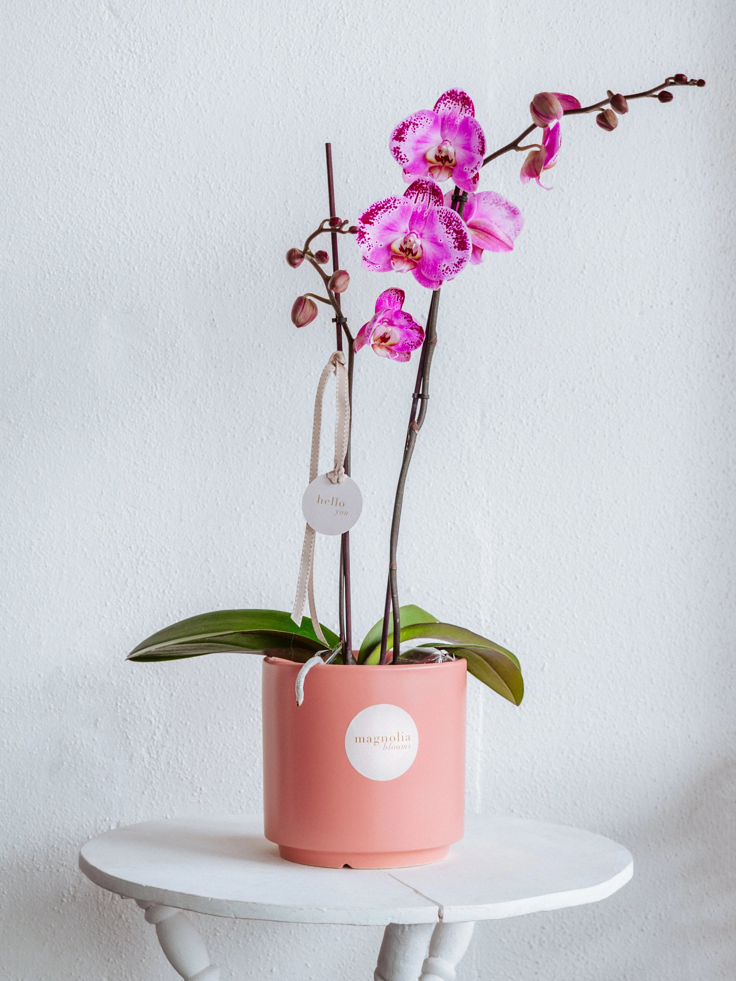 ORCHID BLOOM POT