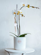 ORCHID BLOOM POT
