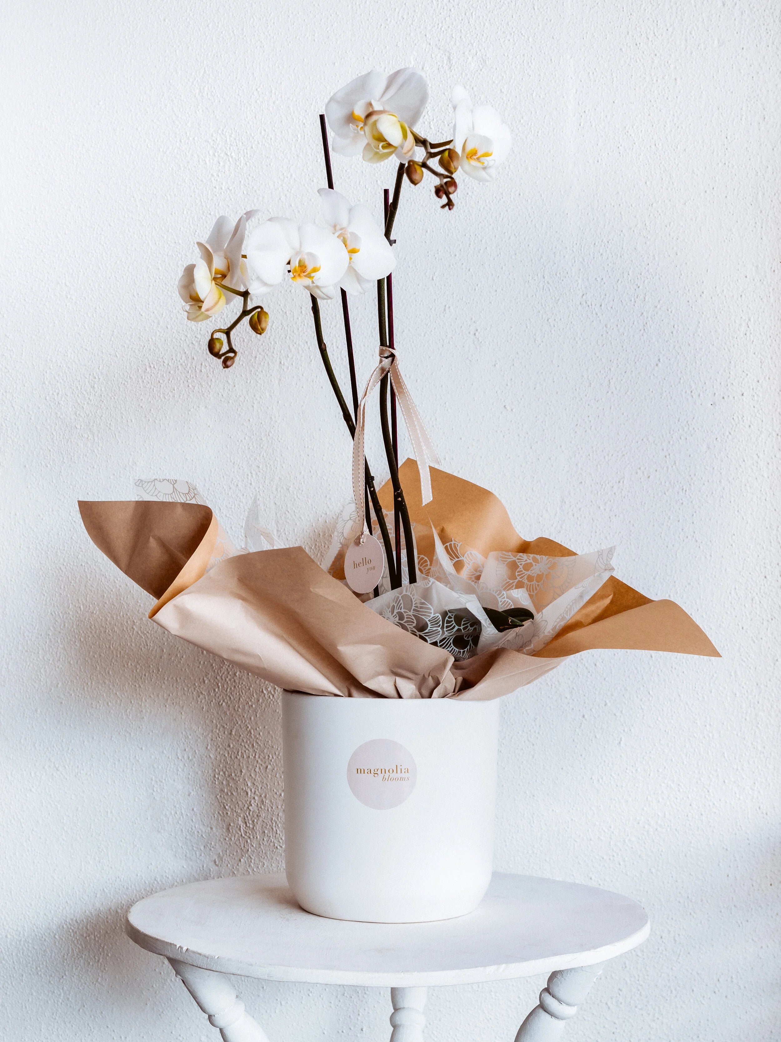 ORCHID BLOOM POT